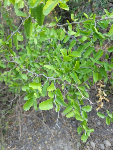 Celtis pallida (spiny hackberry) (alternate view 4)