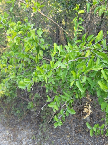 Celtis pallida (spiny hackberry) (alternate view 5)