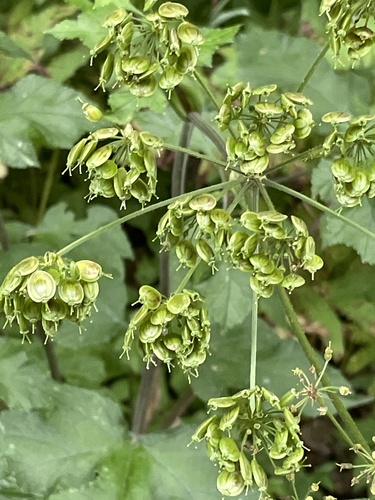 Heracleum sphondylium (hogweed)
