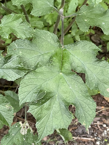 Heracleum sphondylium (hogweed)