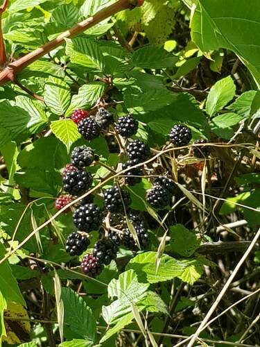 Rubus ulmifolius (elmleaf blackberry)