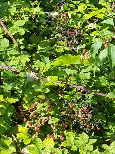 Rubus ulmifolius (elmleaf blackberry)