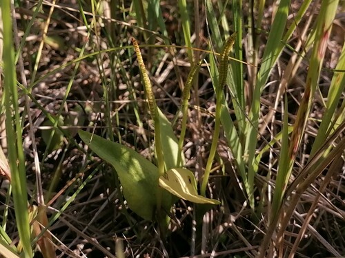 Ophioglossum vulgatum (southern adder's-tongue)