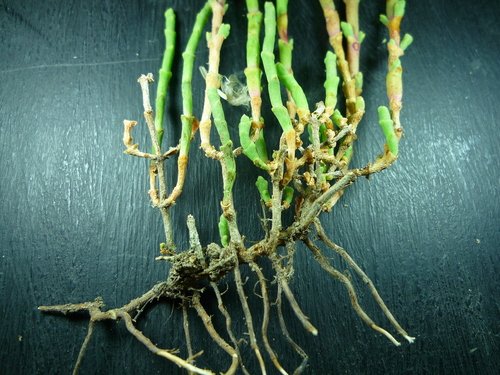 Salicornia (pickleweeds)
