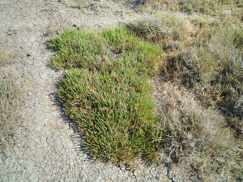 Salicornia (pickleweeds) (alternate view 2)