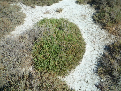 Salicornia (pickleweeds) (alternate view 3)