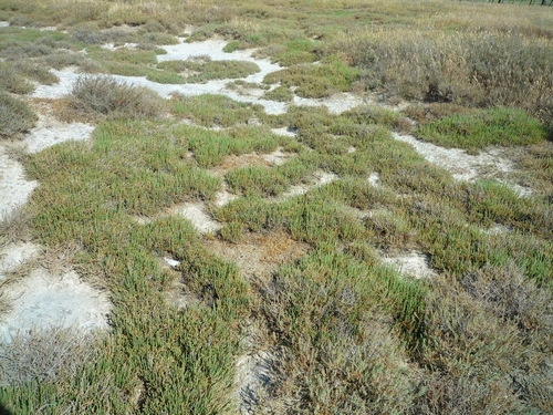 Salicornia (pickleweeds) (alternate view 4)