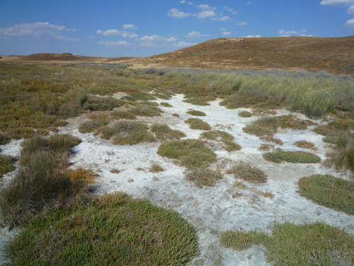Salicornia (pickleweeds) (alternate view 5)