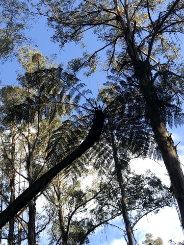 Cyathea australis (rough tree-fern) (alternate view 2)