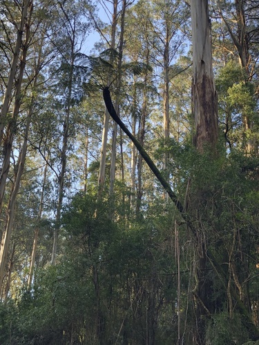 Cyathea australis (rough tree-fern) (alternate view 5)