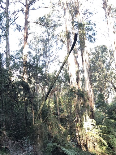 Cyathea australis (rough tree-fern) (alternate view 4)