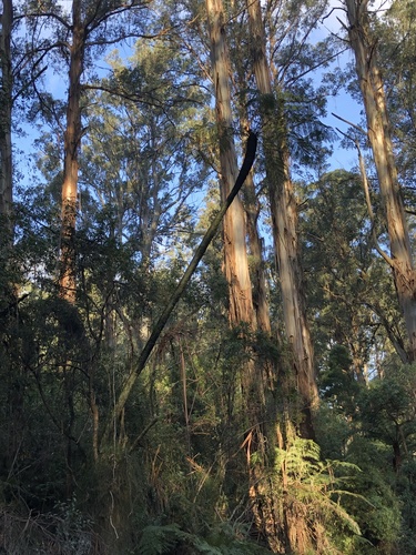 Cyathea australis (rough tree-fern) (alternate view 3)