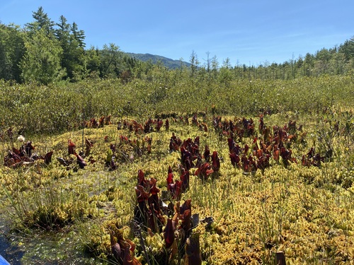 Sarracenia purpurea (purple pitcher plant) (alternate view 9)