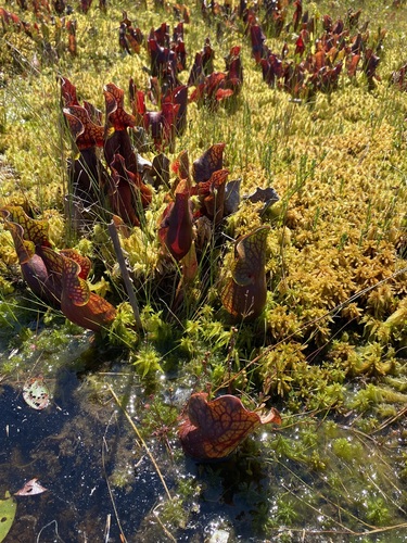 Sarracenia purpurea (purple pitcher plant) (alternate view 10)