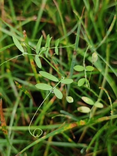 Vicia tetrasperma (Lentil Vetch)