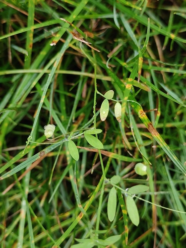 Vicia tetrasperma (Lentil Vetch)