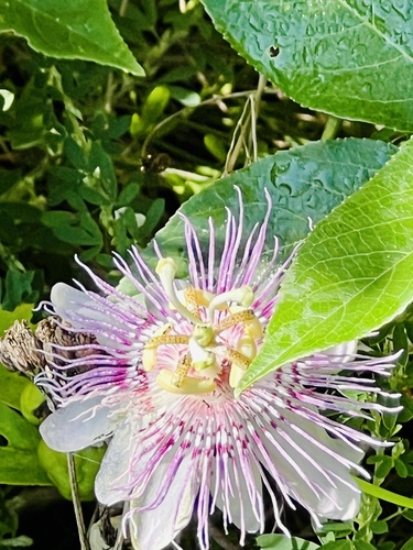 Passiflora incarnata (purple passionflower)