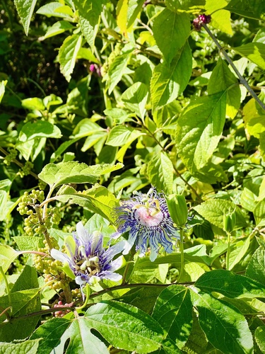 Passiflora incarnata (purple passionflower)