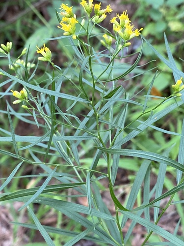 Euthamia graminifolia (flat-topped goldenrod)