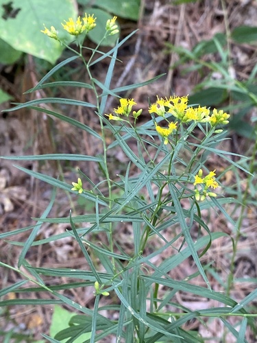 Euthamia graminifolia (flat-topped goldenrod)