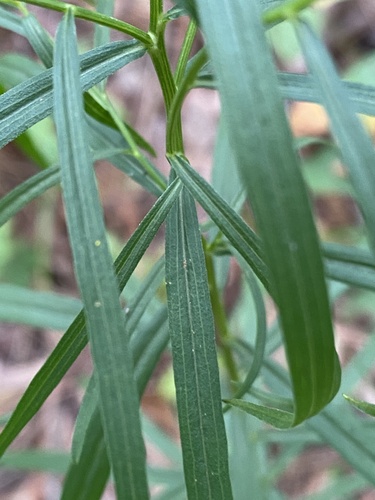Euthamia graminifolia (flat-topped goldenrod)