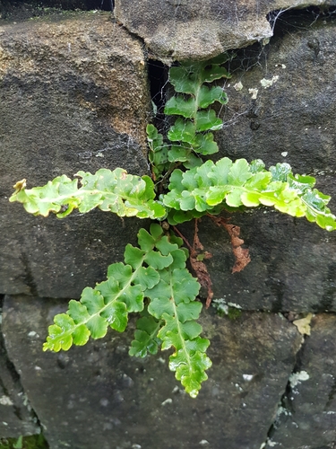 Asplenium ceterach (Rustyback)