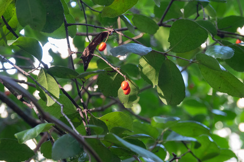 Elaeodendron australe (Red-fruited Olive Plum) (alternate view 8)