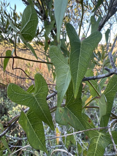Ipomoea sagittata (Saltmarsh Morning-glory) (alternate view 5)