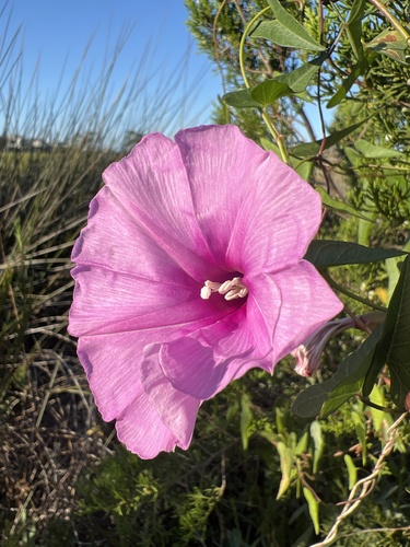 Ipomoea sagittata (Saltmarsh Morning-glory) (alternate view 3)