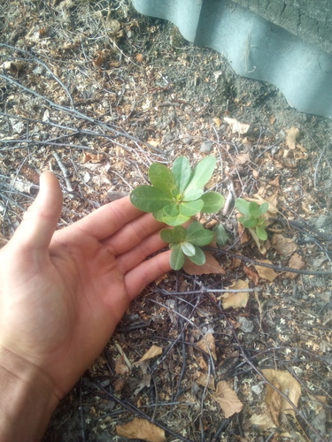Euphorbia amygdaloides var. robbiae