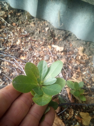 Euphorbia amygdaloides var. robbiae (alternate view 2)