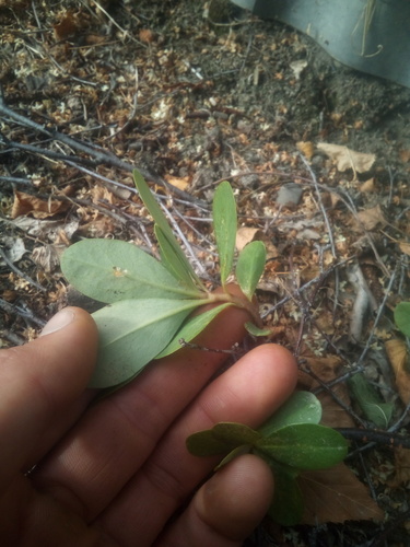 Euphorbia amygdaloides var. robbiae (alternate view 3)
