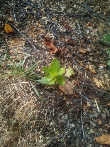 Euphorbia amygdaloides var. robbiae (alternate view 4)