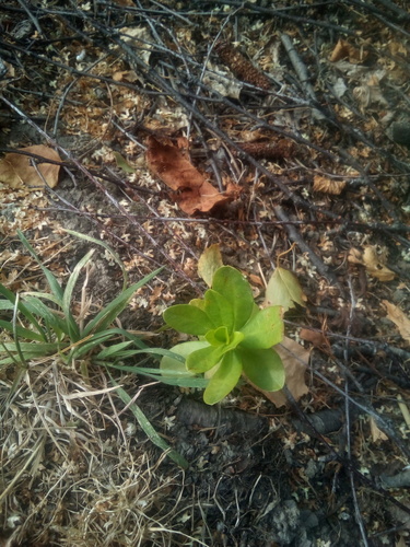 Euphorbia amygdaloides var. robbiae (alternate view 5)