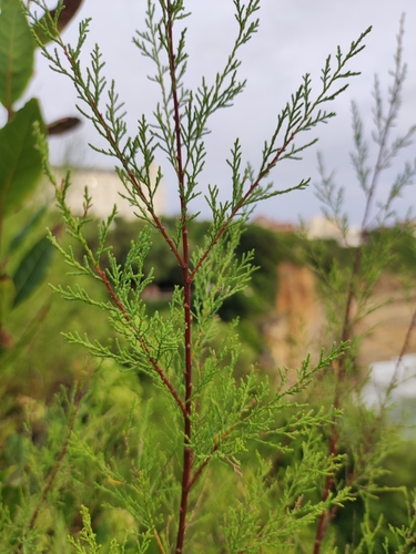Tamarix gallica (French tamarisk)