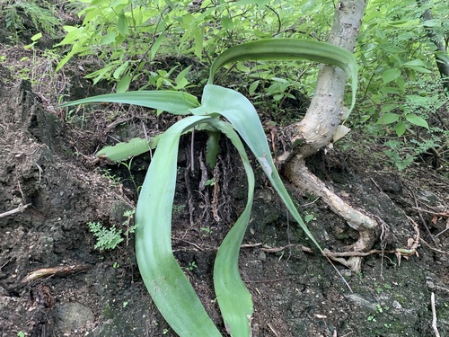 Agave vilmoriniana (Octopus Agave)