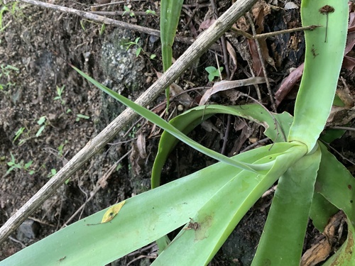 Agave vilmoriniana (Octopus Agave)