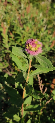 Spiraea splendens (Subalpine Spiraea) (alternate view 5)