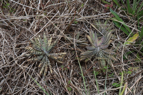 Kalanchoe × houghtonii (Alligator plant) (alternate view 6)