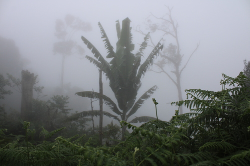 Musa (Bananas)