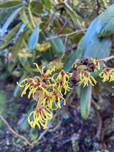 Hamamelis mollis (Chinese witch hazel)