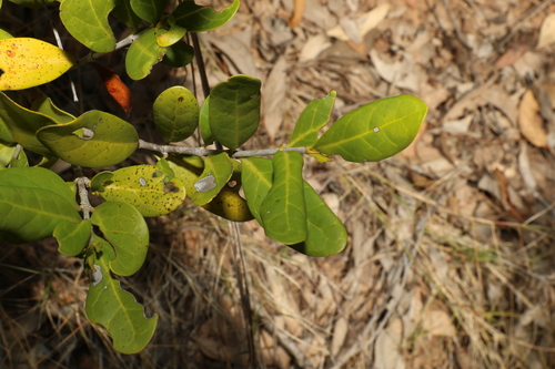 Cyclophyllum coprosmoides (Coast Canthium)