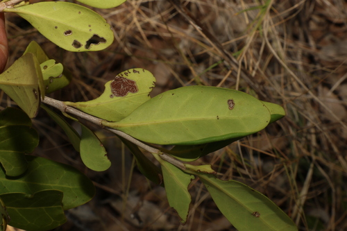 Cyclophyllum coprosmoides (Coast Canthium) (alternate view 2)