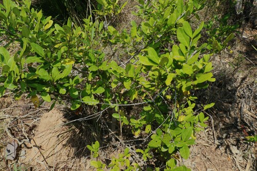 Cyclophyllum coprosmoides (Coast Canthium) (alternate view 3)