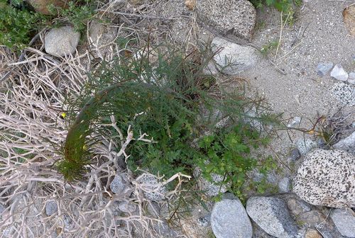 Eulobus californicus (California primrose) (alternate view 4)