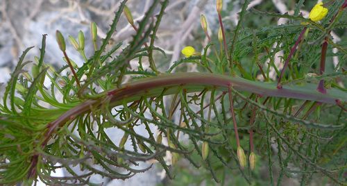 Eulobus californicus (California primrose) (alternate view 5)