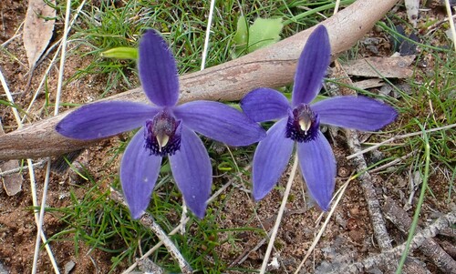 Pheladenia deformis (Blue Fairy Orchid) (alternate view 4)
