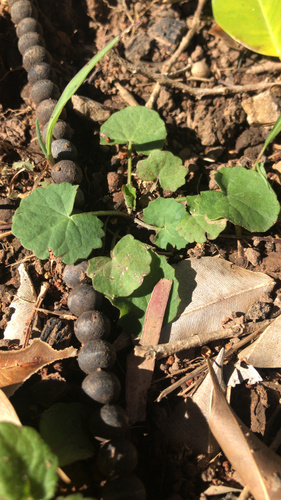 Centella asiatica (Indian pennywort) (alternate view 2)