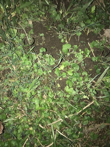 Centella asiatica (Indian pennywort) (alternate view 3)