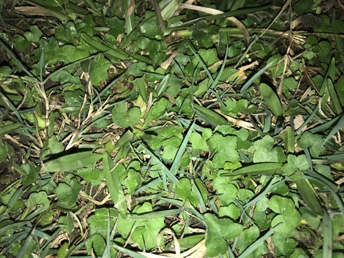 Centella asiatica (Indian pennywort) (alternate view 4)
